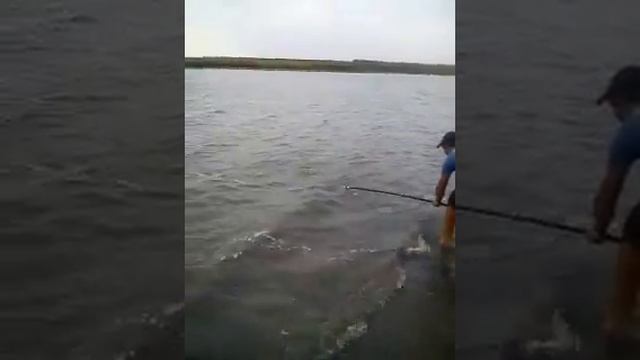 Как ловить сазана смотреть онлайн