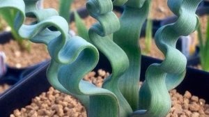 Amazing  Trachyandra Tortilis