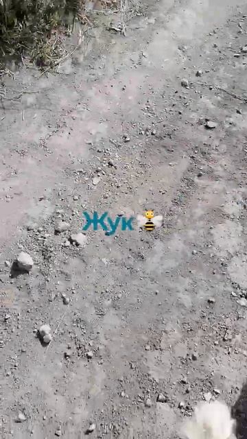 На прогулке. Жук и Антон🐕🐝🍋#прогулки#жук#антон#земляника смотреть онлайн