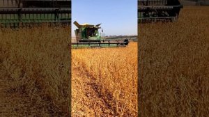 адесса соя . Саатбау уборка