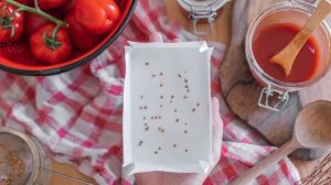 Сбор семян томатов, как делать ПРАВИЛЬНО!