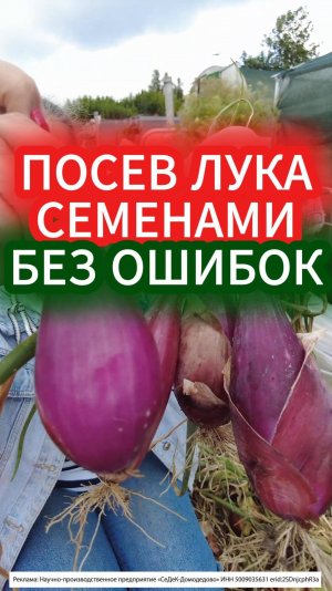 СЕМЕНА ЛУКА ВСХОДЯТ ЩЕТКОЙ ПРИ ТАКОМ ПОСЕВЕ