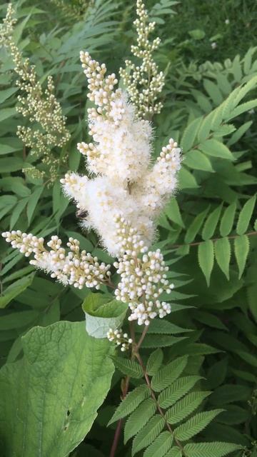 False Spirea | Unraveling the Enchanting Narrative смотреть онлайн