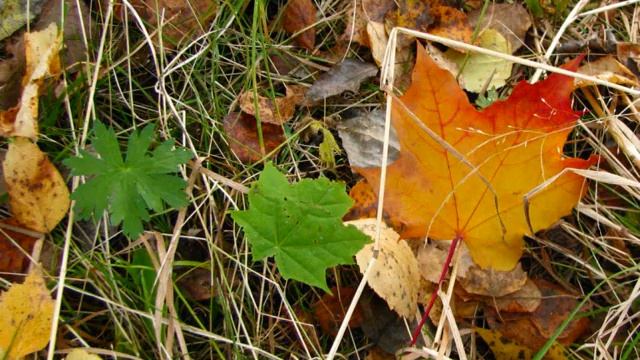 А мне раскладывал пасьянс ... смотреть онлайн