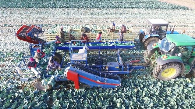 Механизированная уборка капусты. смотреть онлайн