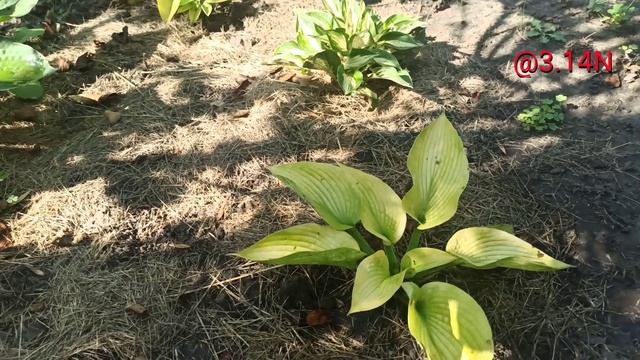 ☘️хоста Zounds#petrnovar #запорожье #hostas #хосты #репортаж смотреть онлайн