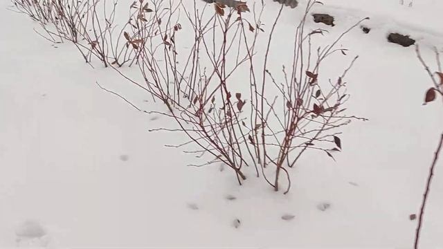 Как зимует голубика. Обзор мини-плантации в январе 2024 года.