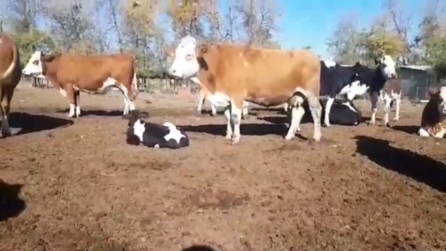 MINI FERMADAN YANGI PARTIYA SIGIRLARIMIZ SOTILADI ☎️ 993042948 SMENTAL SHVET POLSHA GOLLAND RUSSIA
