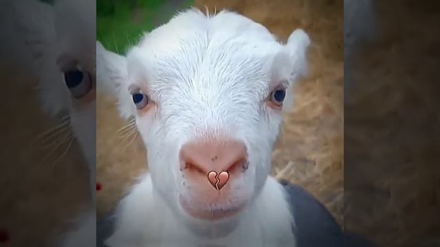 случай с животными которых сняли на камеру ... уникальные козы смотреть онлайн