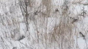 Тропление зайца по первому снегу