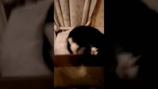 Кошка истеричка смотреть онлайн