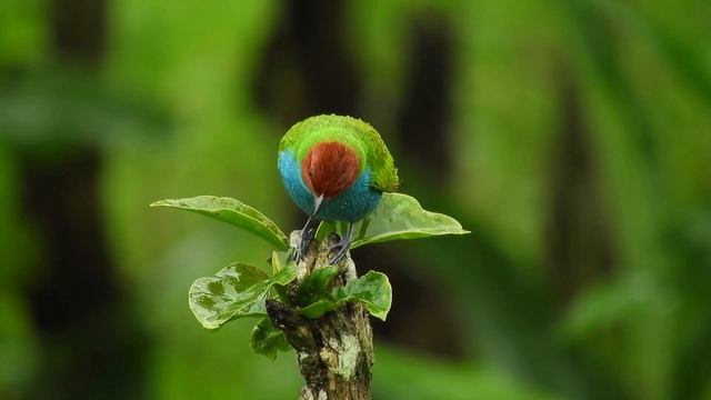 "Harmonious Wings: Serene Bird Sightings with Soothing Meditation Music" смотреть онлайн