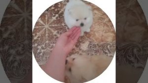 шпиц