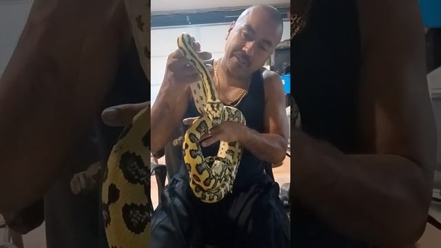 high yellow Jungle Jag Female carpet python смотреть онлайн