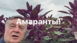 Ай да амаранты! Полезные гиганты!
