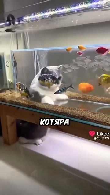 #животные #2024 #котики #новинка #взаимнаяподписка смотреть онлайн