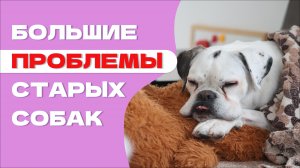 Вы нужны вашей старой собаке! Советы по уходу за пожилой собакой
