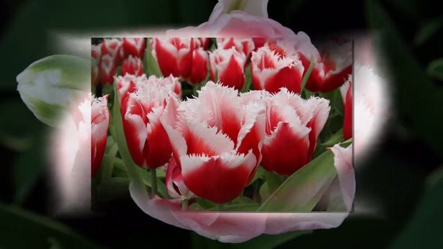 Tulips in Keukenhof,Holland смотреть онлайн