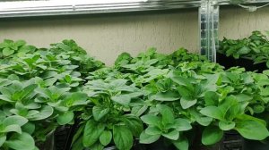 Петуния ампельная из семян после ЭТОГО растет как на дрожжах. Простой уход без секретов.