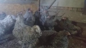 Индейкоголовая мехеленская кукушка