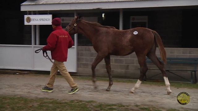 Hip 3962 Cassia Row 18 смотреть онлайн