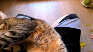 Cat Belly Trap from First Person View