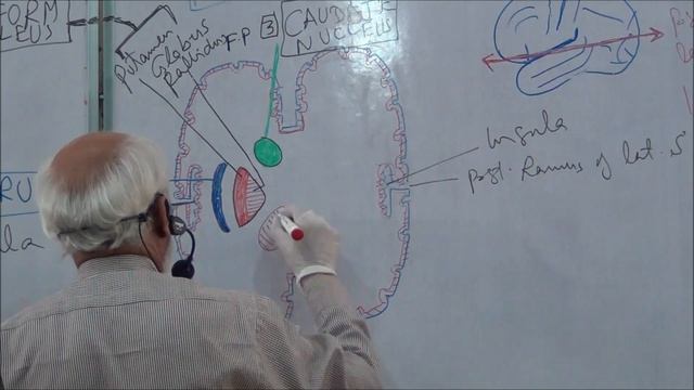 Basal Ganglia | Neuroanatomy | Lecture 26 | by Dr Arbab Wadood смотреть онлайн