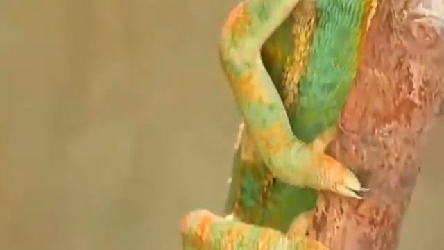 Veil Chameleon смотреть онлайн