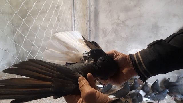 Николаевские голуби.Кировоградские белохвостые. смотреть онлайн