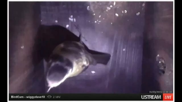 Blue tits start building the nest - 31st March 15 смотреть онлайн