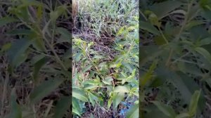 Персик Красна Девица. Месяц спустя после летний обрезки.