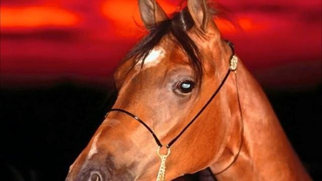 Выйду ночью в поле с конём хор Сретенского монастыря