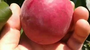 Персик Екстрім 6. Peach Extreme 6. Кращій ранній товарний сорт