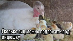 Сколько яиц можно подложить под индюшку