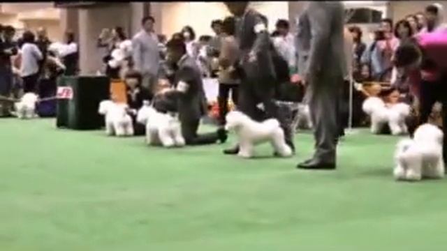 FCI 2013 Japan international dog show Male examination of Bichon frise смотреть онлайн