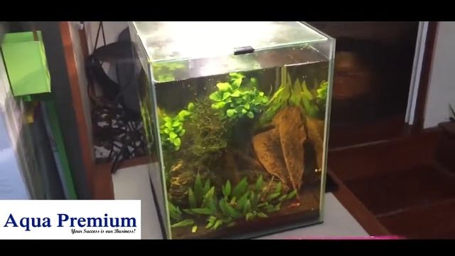 Aquael Shrimp tank смотреть онлайн