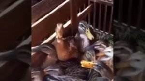 🤪 Смех утки 🦆