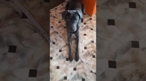 КАНЕ КОРСО УМНАЯ СОБАКА