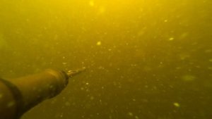 Вот так выглядит подводная охота в лежку при наличии рыбы