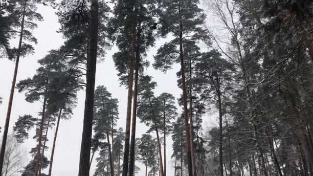 Не шумите рощи, не шумите смотреть онлайн