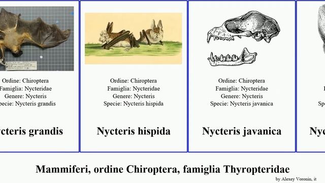 Mammiferi, ordine Chiroptera, famiglia Thyropteridae order Chiroptera family Miscellaneous major смотреть онлайн