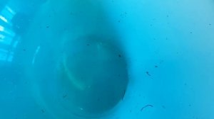 Выклив личинки петушка .