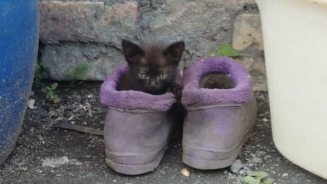 Покойся с миром Миёнг 💗 (??.??.2024 - 16.06.2024) смотреть онлайн