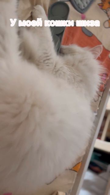 У моей кошки шизофрения 