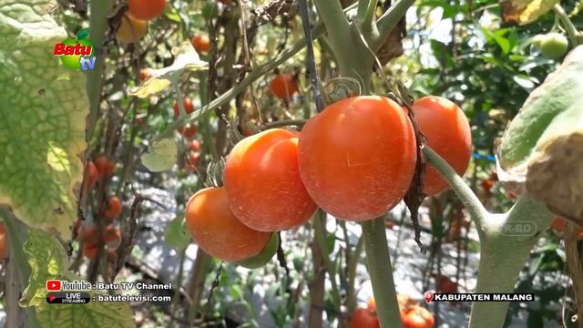 TERKENDALA CUACA, HARGA TOMAT MERANGKAK NAIK смотреть онлайн