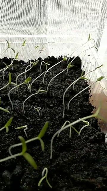 Рассада помидор.