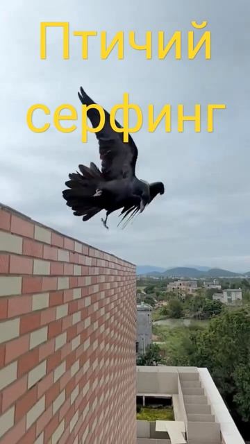 #животные #птицы #прикол #угар #2024 #приколысживотными #приколы2024 смотреть онлайн