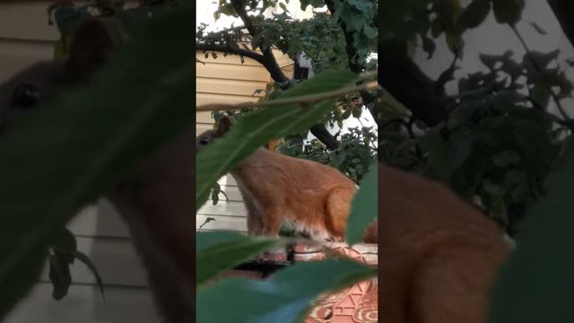 Мишель суслик😂 смотреть онлайн