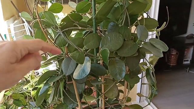 Hoya australis. Flor de cera. Hoyas del Sur. смотреть онлайн