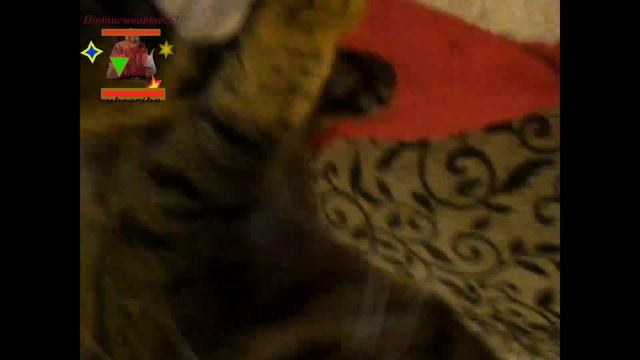 Котик Мотичка устроился на длительный отдых смотреть онлайн